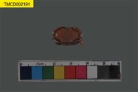 藏品(火紅皺蟹)的圖片